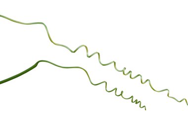 Çarpık liana, sarmaşık pınarı beyaz arka planda izole edilmiş taze yeşil, kırpma yolu.