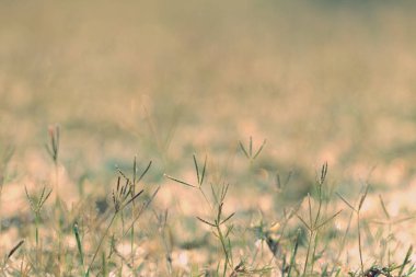 Çiçek tarlası, çayır vahşi mahsul mahsulü karahindiba yazın doğa sabah çim bahçesinin ışığı