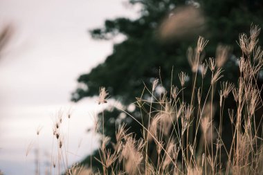 güzel bahar ya da yaz doğası çiçekli arka plan
