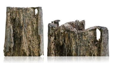 Ağaç gövdesi, dal ağacı kuru çatlak koyu kabuk beyaz arka planda izole. kırpma yolu