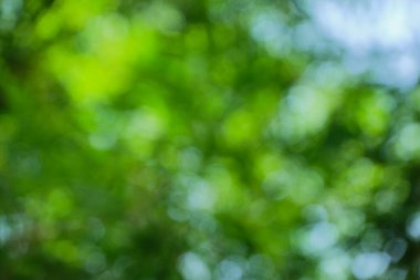 ağaç yapraklarının bokeh arkaplanı