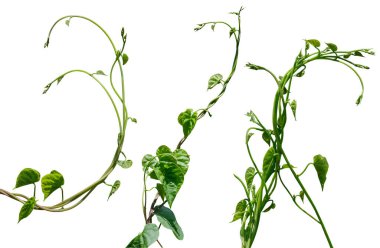 Asma bitkisine tırmanma beyaz arka planda izole edildi. Kesme yolu