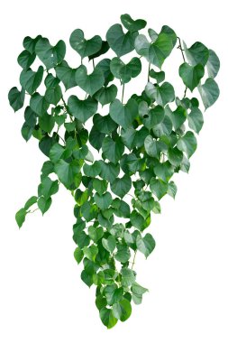 Asma bitkisine tırmanma beyaz arka planda izole edildi. Kesme yolu