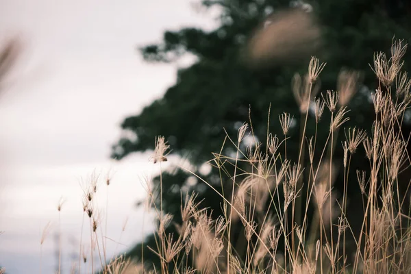 güzel bahar ya da yaz doğası çiçekli arka plan