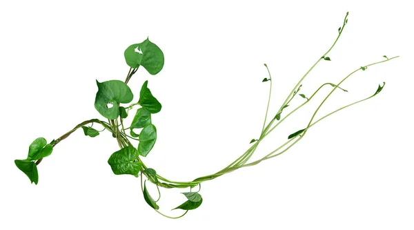 Šplhání Rostlin Izolovaných Bílém Pozadí Cesta Oříznutí — Stock fotografie