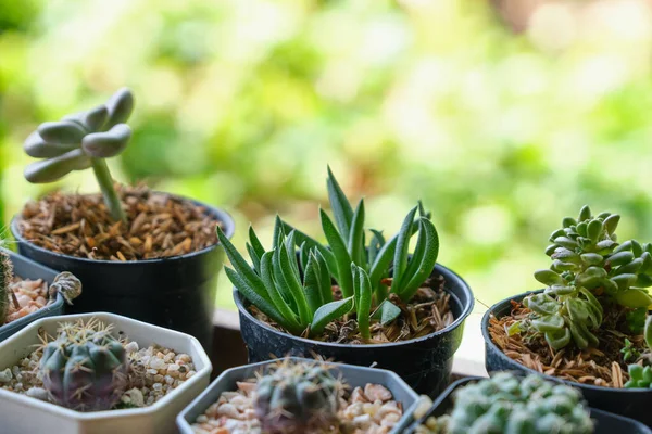 Plant Cactus Pot Succulent Flower — Stock Photo, Image