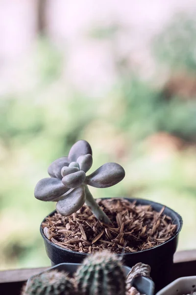Plant Cactus Pot Sappige Bloem — Stockfoto