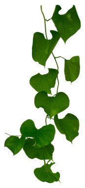 Asma bitkisine tırmanma beyaz arka planda izole edildi. Kırpma yolunu ekle.