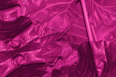 Pembe arka plan. Yaprakların alt manzarası parlak ışıklarla aydınlanıyor..