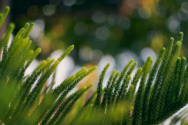 daire bokeh ile noel ağacı arka plan