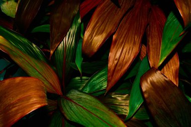 Arkaplan yeşili yapraklar, yaprak yeşili orman bitkisi soyut koyu arkaplan ve duvar kağıdı, tasarım için..