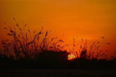 Doğa turuncu silueti. Huzurlu doğa alacakaranlık çayırı silueti. Doğal akşam manzarası.
