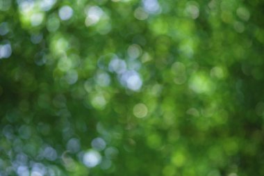 Ağaç yapraklarının yeşil bokeh arkaplanı