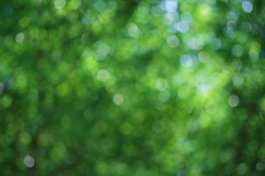 Ağaç yapraklarının yeşil bokeh arkaplanı