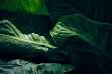 Arkaplan yeşili yapraklar, yaprak yeşili orman bitkisi soyut koyu arkaplan ve duvar kağıdı, tasarım için..