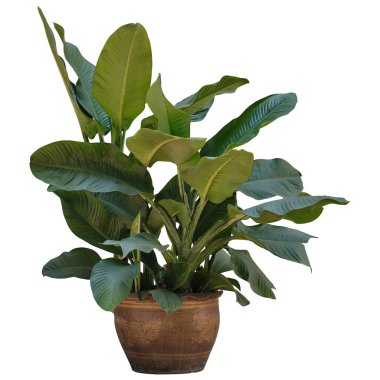 Kullanılan tasarım, kırpma yolu için beyaz arkaplanda izole edilmiş bir saksıda bitki ağacı.