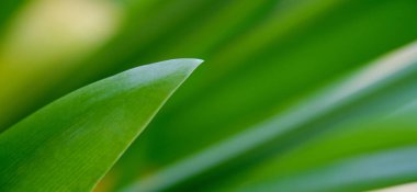 Arka plan doğal, yeşil ekoloji yaprağı yeşilliği, temiz bitki.