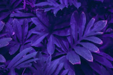 Yaprak orman doğasının arka plan mor yaprak bitkisi, tasarım için soyut arkaplan.