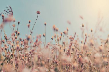 Çiçek tarlası, ılık ışıkta çayır çiçekleri. Sonbahar manzarası bulanık arka plan.