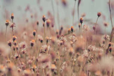 Çiçek tarlası, ılık ışıkta çayır çiçekleri. Sonbahar manzarası bulanık arka plan.
