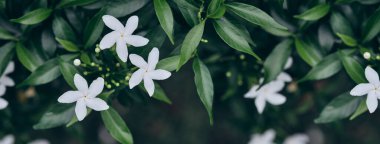 Doğa beyaz çiçek arka planı. Bulanık yeşil ve beyaz Bokeh barışçıl doğa