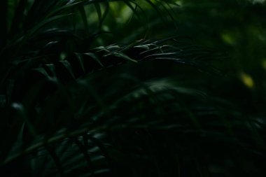 Palmiye yaprakları tropikal orman. Arkaplan yeşili yapraklar, yaprak yeşili orman bitkisi soyut koyu arkaplan ve duvar kağıdı, tasarım için..