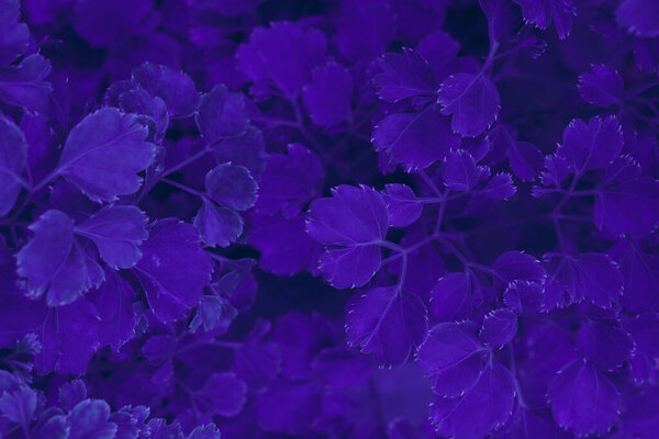 Background purple leaf plant of leaf jungle nature, abstract background for design.
