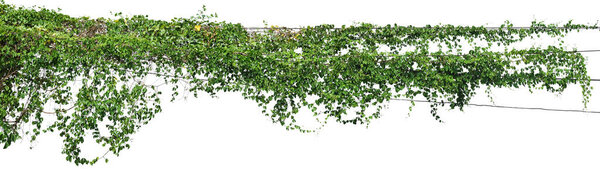 Подъем на виноградную лозу изолирован на белом фоне. Обрезной путь