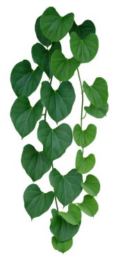 Asma bitkisine tırmanma beyaz arka planda izole edildi. Kesme yolu