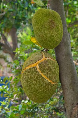 Bahçedeki ağaçtaki meyveler