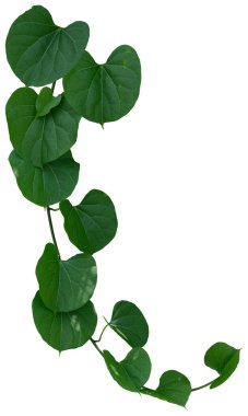 Asma bitkisine tırmanma beyaz arka planda izole edildi. Kesme yolu