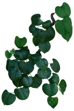 Asma bitkisine tırmanma beyaz arka planda izole edildi. Kesme yolu