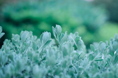 Arka plan doğal, yeşil ekoloji yaprağı yeşilliği, temiz bitki.