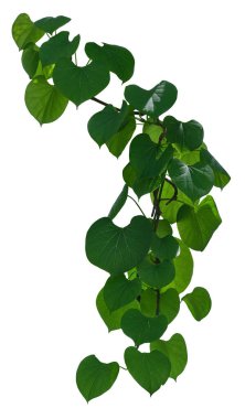 Asma bitkisine tırmanma beyaz arka planda izole edildi. Kesme yolu