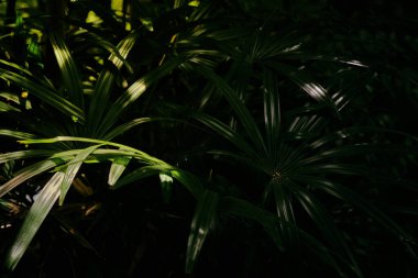 Palmiye yaprakları tropikal orman. Arkaplan yeşili yapraklar, yaprak yeşili orman bitkisi soyut koyu arkaplan ve duvar kağıdı, tasarım için..