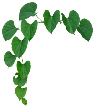 Asma bitkisine tırmanma beyaz arka planda izole edildi. Kesme yolu