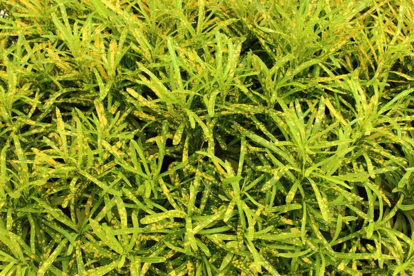 Bahçedeki renkli yaprak Croton ağacı veya Cadiaeum Varigeatum 'un soyut arkaplan ve dokusu.