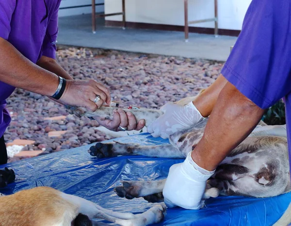 stock image Close up of Injection in dog leg by veterinarian on the blue table. Sterilization dog.