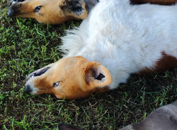 Hund Sover Efter Sterilisering Hund Grönt Gräs — Stockfoto