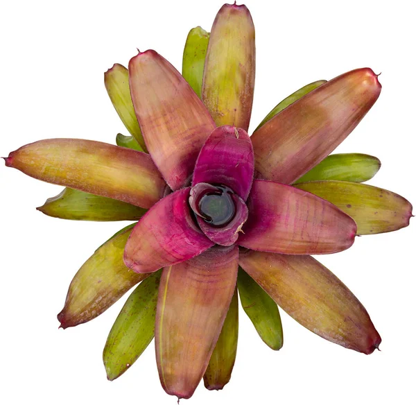 Beyaz arkaplanda renkli bromeliad izole edildi.