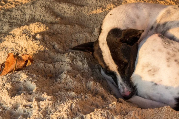 Büyük köpeğin kumsalda uyuduğu yakın plan..