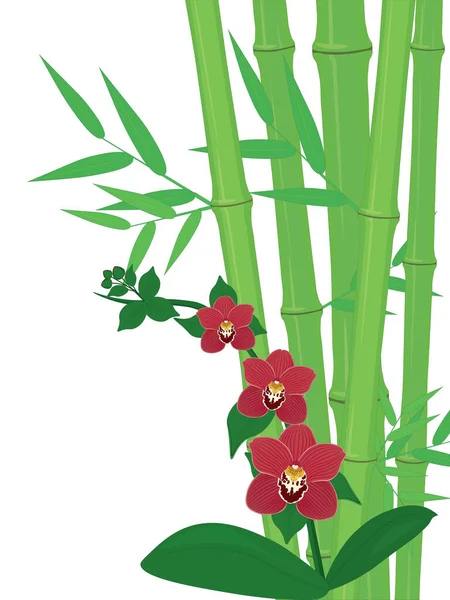 Zielony Bambus Łodygi Jasne Orchidee Kwiaty Kompozycja Wektor Ilustracja — Wektor stockowy