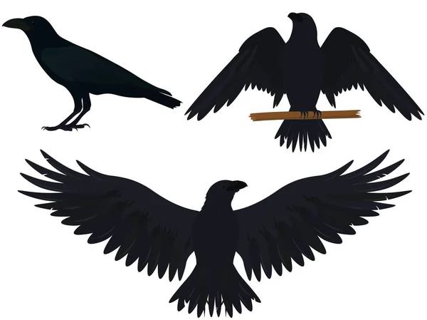Ravens Diferentes Poses Colección Vector Ilustración — Archivo Imágenes Vectoriales