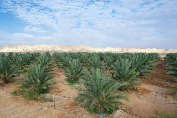 Large Date Palms Plantation Desert — Stock Photo, Image