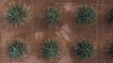 Bir tarım tarlasında Palmiye ağacı tarlası.