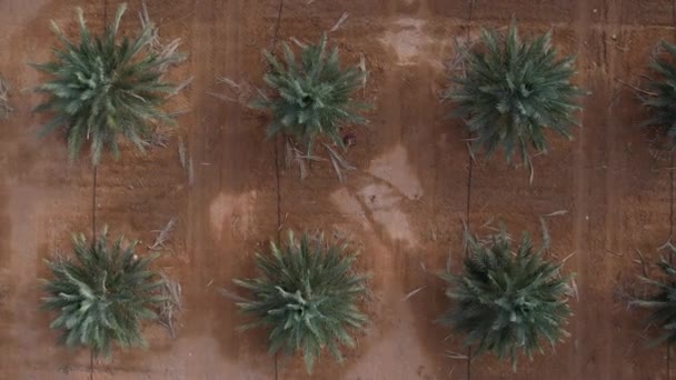 Vue Dessus Champ Palmiers Sur Une Plantation Agricole Agriculture — Video