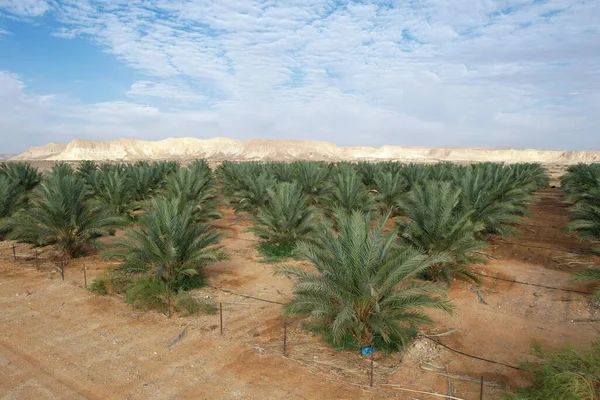 Μεγάλη Ημερομηνία Palms Φυτεία Στην Έρημο — Φωτογραφία Αρχείου