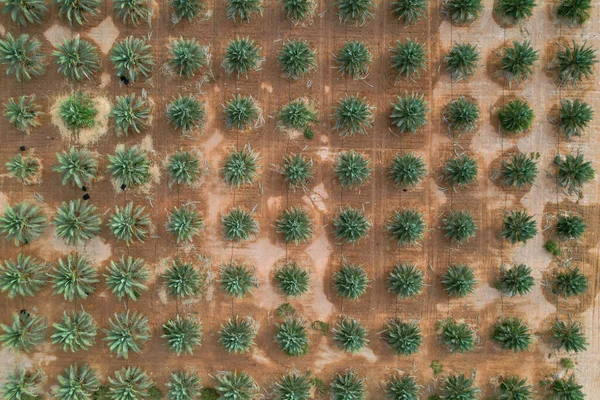 Top View Palm Tree Field Farm Plantation Agriculture — Stock Photo, Image