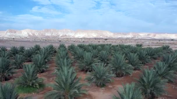 Grande Data Palme Piantagione Nel Deserto — Video Stock