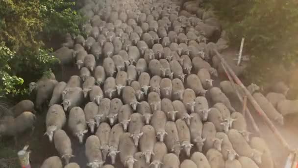 Пасутся Овцы Стадо Овец Направляется Зеленому Пастбищу — стоковое видео